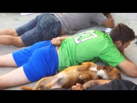 ძაღლი უერთდება ეჭვობს დროს ჩხრეკის