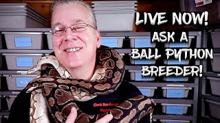 Ask A Ball Python Breeder!  Live Now!