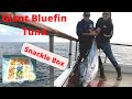 150 giant bluefin tuna on 40 mono fishing on el capitan sportfishing point loma san diego ca