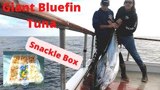 150# Giant Bluefin Tuna on 40# Mono Fishing on El Capitan Sportfishing Point Loma San Diego CA.