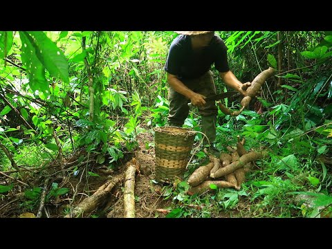 Renovate The Kitchen & The Giant, Unique Cassava Plant: Survival Alone In The Rainforest| EP.74