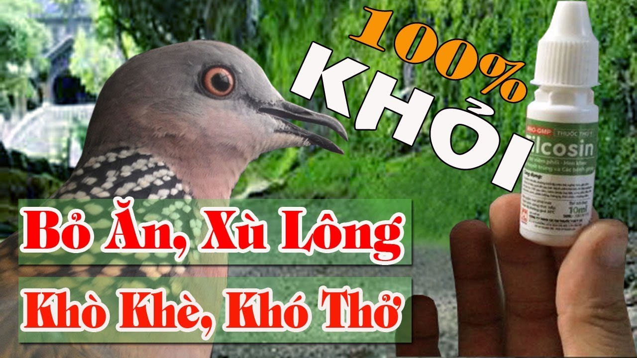 CHỮA KHỎI 100% CU GÁY BỊ BỆNH XÙ LÔNG, KHÒ KHÈ, BỎ ĂN I Tuấn Mi