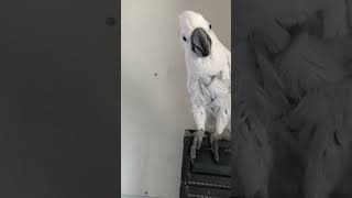 Cockatoo tries fasttalk to convince mom he's really NOT TIRED!