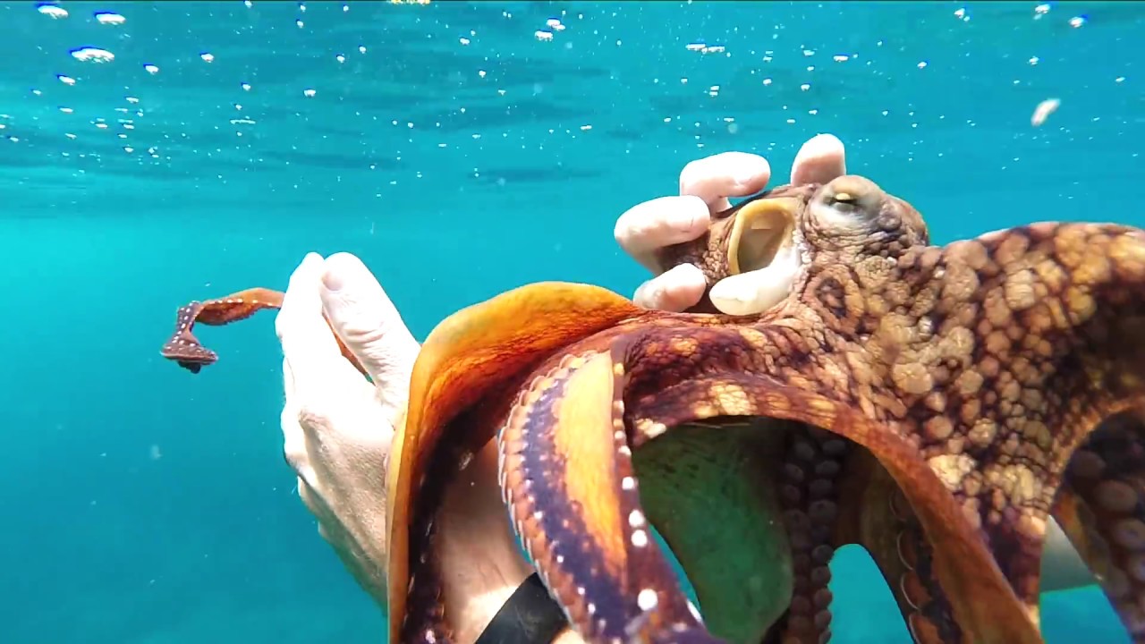 Dancing with an Octopus - YouTube