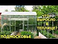 ОБЗОР теплиц в ИЮНЕ. Томаты, перцы, баклажаны, огурец.