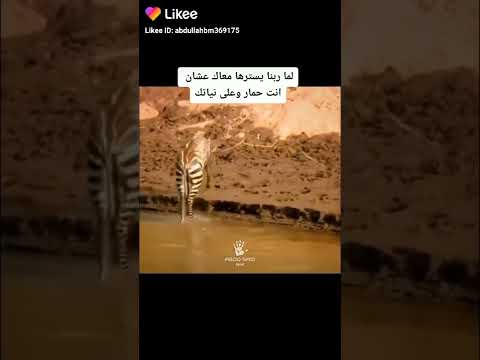 شوفوا اصدقائي شلون الحمار الوحشي ماتأذى من التمساح