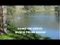 Como um cervo  busca pelas águas                #musicacrista