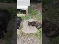 Food for little scary cat 😺