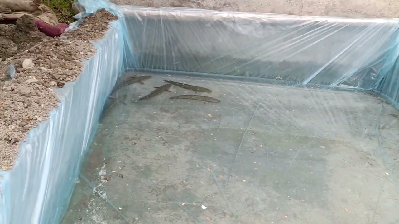 Яхши нията илон балик бокишни бошладим