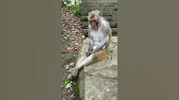 قرد مجنون Crazy Monkey 