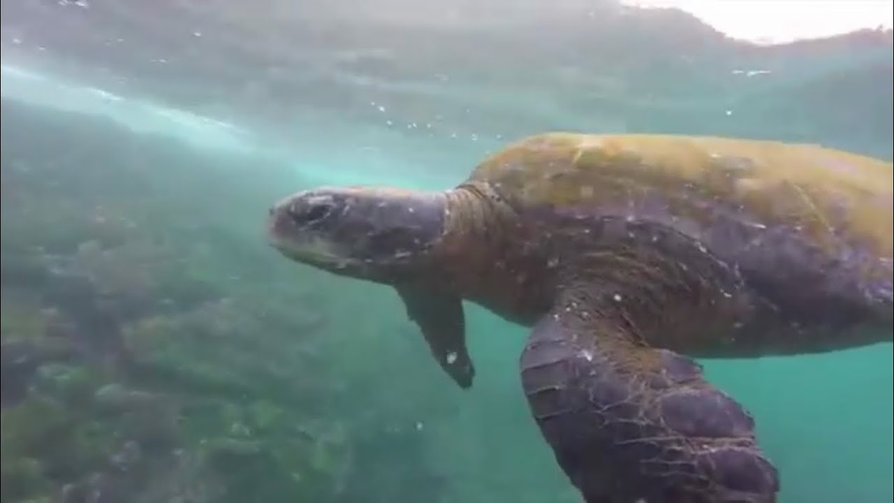 Diving Galápagos 11/2014. Parte 1. YouTube