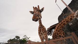 Roar and Snore Experience at Taronga Zoo Sydney