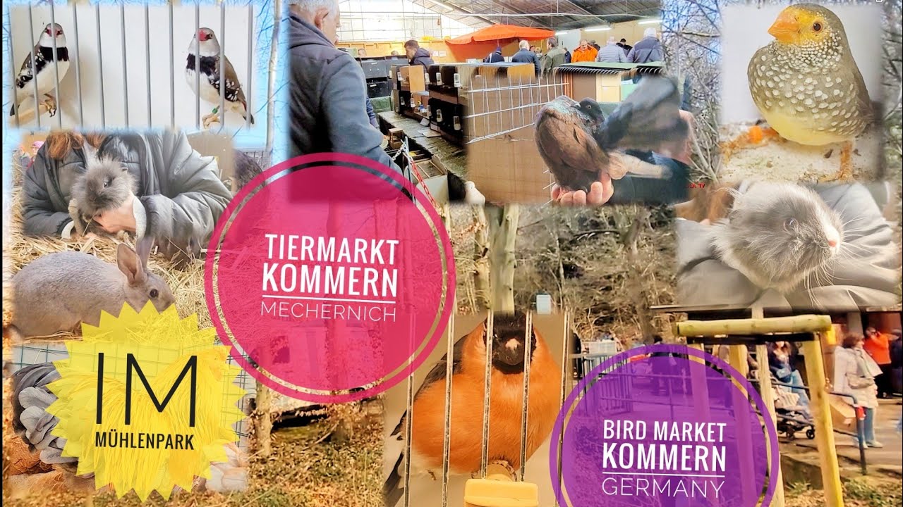 KLEINTIERMARKT KOMMERN - MECHERNICH 16.03.2025, - #VOGELBÖRSE KOMMERN - #BIG Bird Market Germany