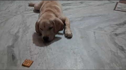 Labrador Puppy Learning and Performing Training Commands