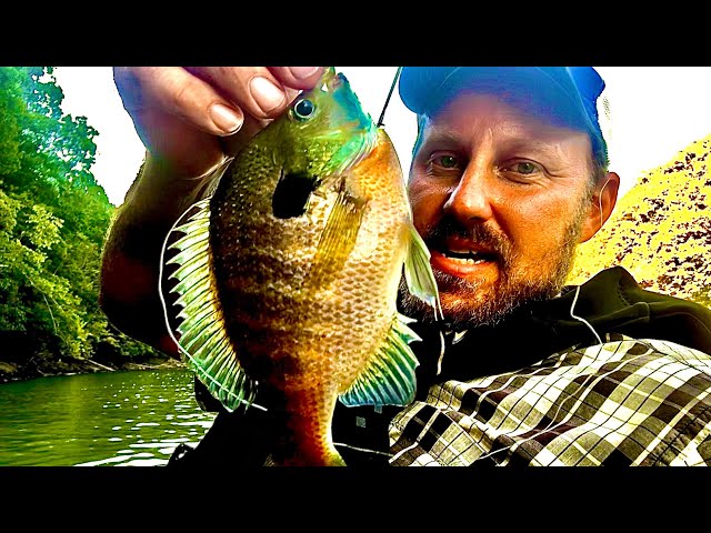 Panfish! Catch clean cook! Bluegill, Shellcrackers, & Crappie