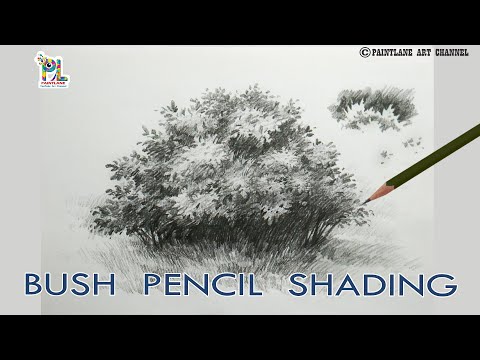 Drawing Bushes Green Bush  Drawing Of A Bush HD Png Download   Transparent Png Image  PNGitem