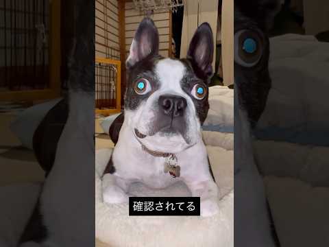 飼い主のことは基本疑う犬 #ボストンテリア
