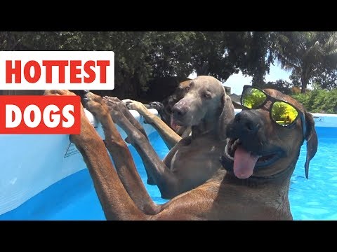 Video: Hoe de beste hond te zijn in het universum