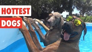Hottest Dogs | Funny Dog Video Compilation 2017