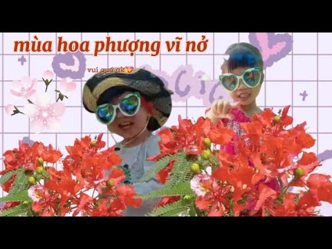 Video Mùa hè đến rồi hoa phượng vĩ nở đẹp quá. - youtube