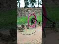 Creative Bird Trap - Quail Trap #bird trap technique #shorts