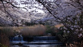 【for work】Spring Landscape 02（1 hour）