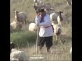 حنجره طلایی