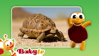 turtles fun with animals babytv