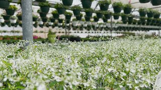 Nurseries gear up for spring despite growing concerns