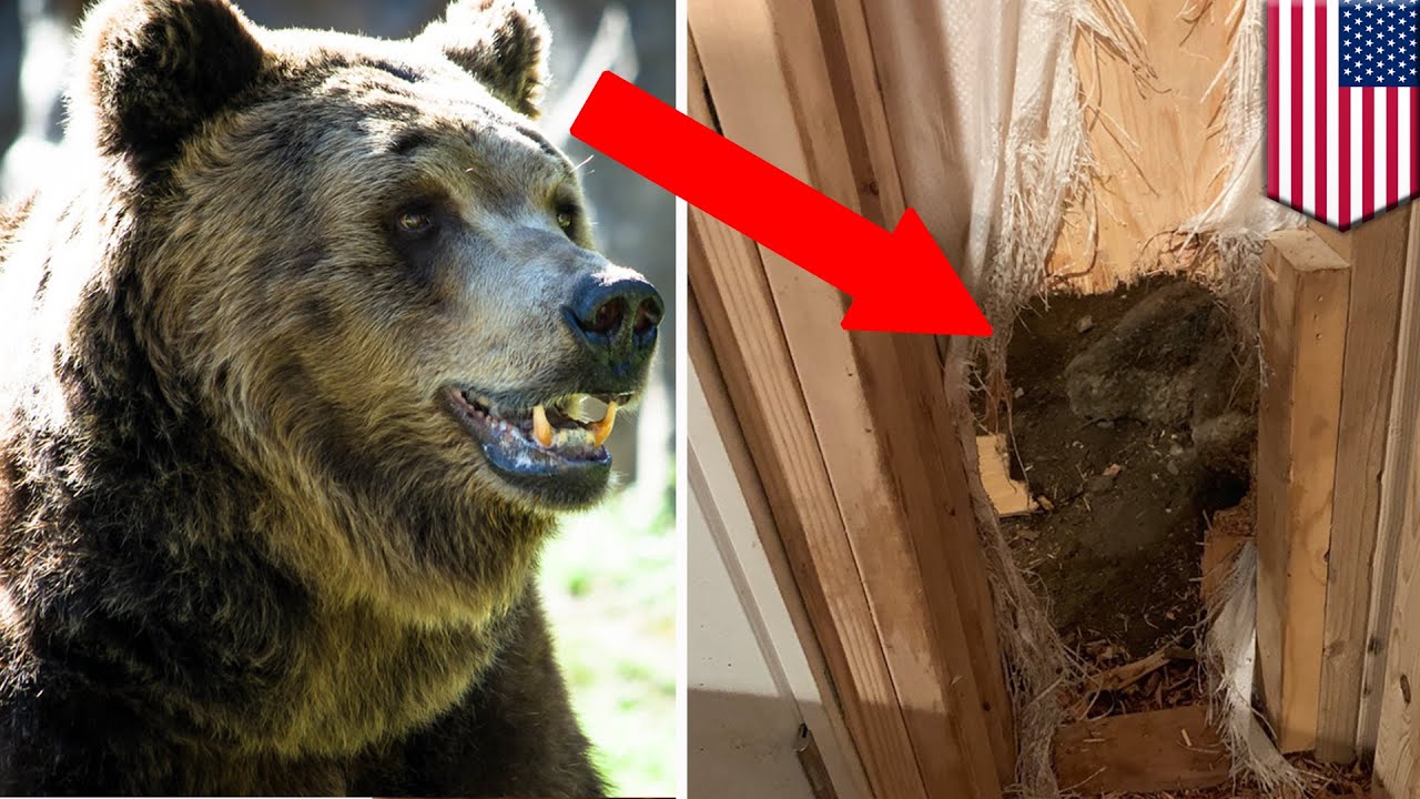 Bear breaks in house, makes KoolAid man escape TomoNews YouTube