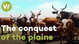 The ox, from the conquest of the West to intensive farming | The domestication of epic horns