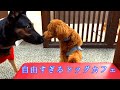 自由すぎるドッグカフェへ行ったら快適すぎたシェパード犬【German Shepherd Dog】 My Dog Really Enjoyed the Dog-Friendly Café