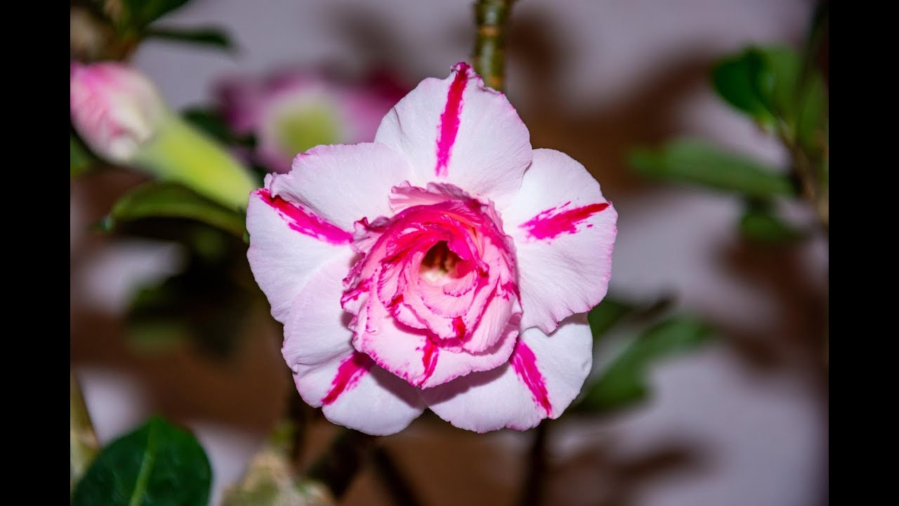 Adenium und Plumeria blühen: Der Sommer-Rundgang