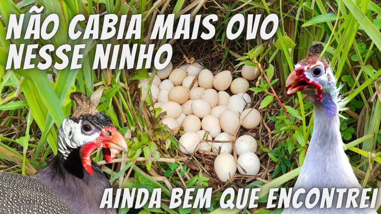 Encontrei muitos ovos nesse ninho de galinha da angola