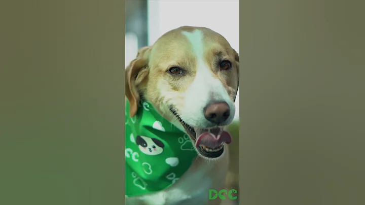 First of it's kind in India, DCC (Dogs,Cats & Companions) #shorts - DayDayNews