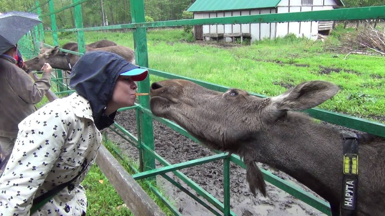 Лосиный работа. Сумароковская лосеферма Кострома. Лосиная ферма Сумароково Кострома. Ферма лосей в Костроме. Сумароковская лосиная ферма в Костромской.