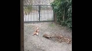 Dog mocking a tortoise | funny dog video #dog #dogs #funnyvideo #dogshorts