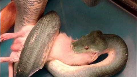 Medusa Eating!  Aru Green Tree Python Adult Female