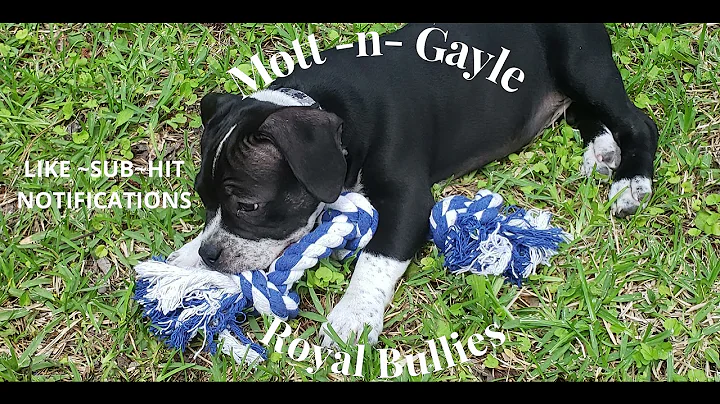 MOTT N GAYLE ROYAL BULLIES