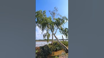 7/9 Cưa Bật Gốc Cây Bạch Đàn Mục Gốc Cú Ngã Quá Éo Le Vua Vượn Tháp 10 Tập 84