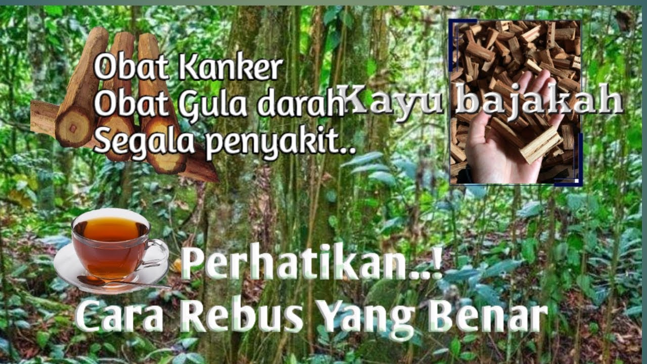 Cara merebus kayu bajakah yang benar ~ kanker dan gula ...