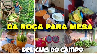 VIDA DE  ROÇA MUITO TRABALHO MAS MUITA FARTURA!!