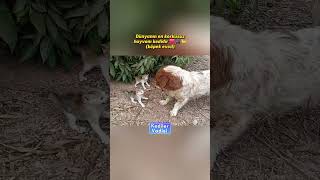 Kedi Kolay Yetişmiyor Cesareti, Özgüveni Ve Aslan Ruhu Küçük Yaşta Şekillenir. Onlar Korkmaz