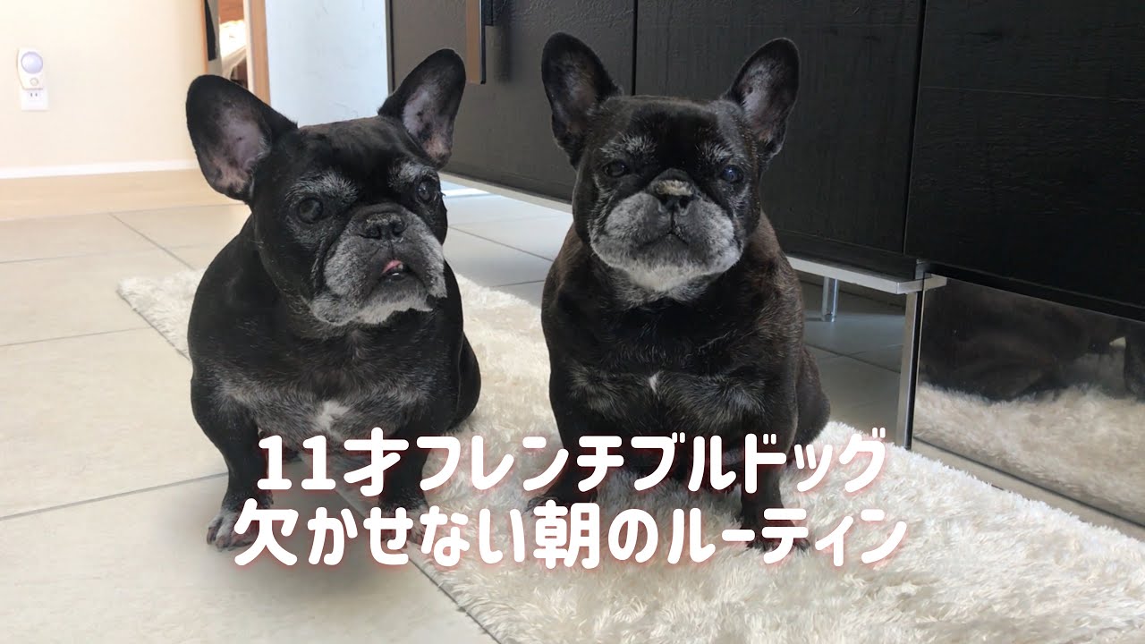 Vlog 4 老犬 11才のフレンチブルドッグ 朝のルーティン Youtube