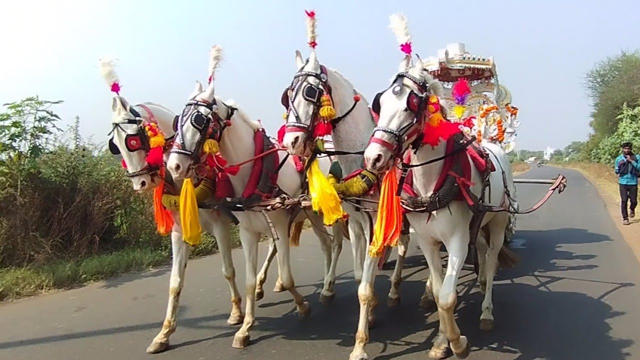 four horse baggi | चार घोड्यांची बग्गी | ghoda baggi | pashu premi | #horse