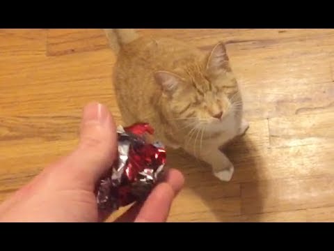 playing-fetch-with-a-blind-cat