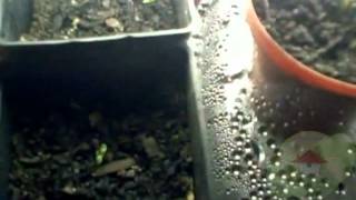 Explain house plants and how they can provide air filtration systems