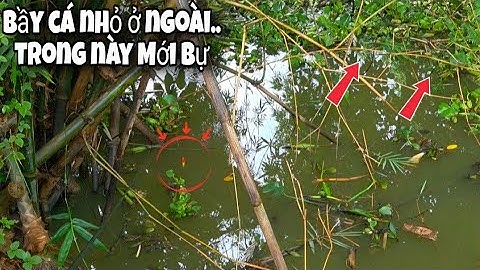 Tập 136 - Câu Cá Rô Đồng Đuổi Theo Bầy Cá Từ Đâu Kéo Về Giật Đã Tay Luôn | Trương Rô Miền Tây