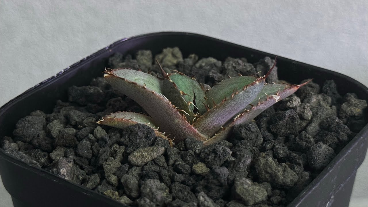 アガベ ② アガベSALE – TaiShoDo ONLINE SHOP