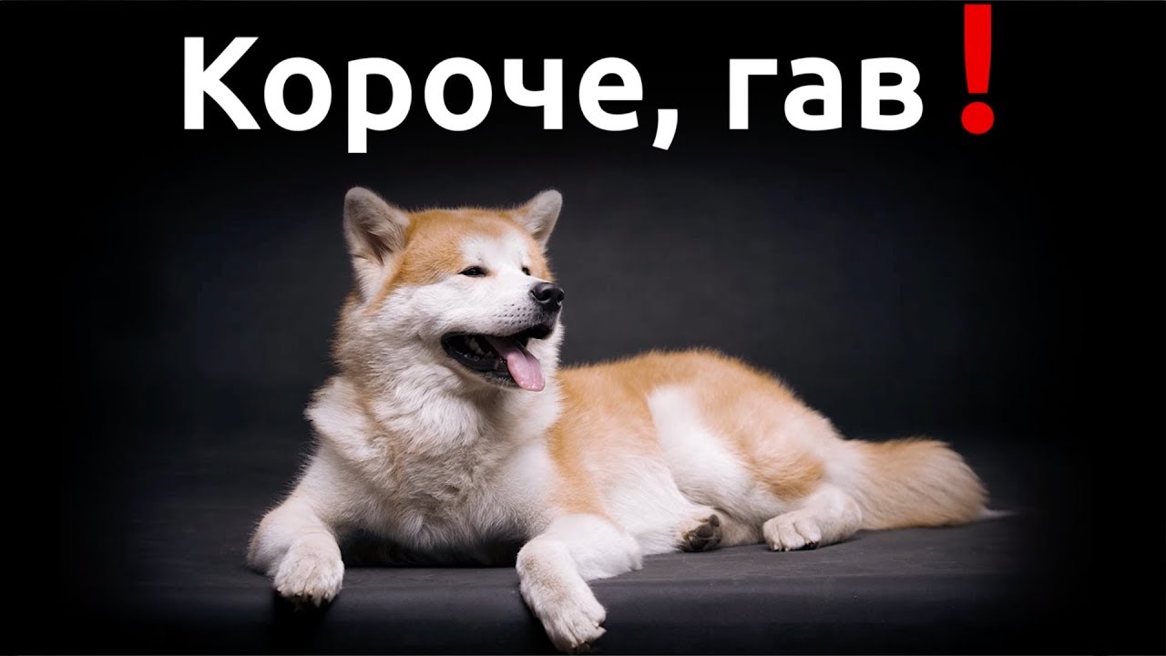 щенки speed up. щенки speed up. уиппет курсинг. щенки speed up. щенки speed up.